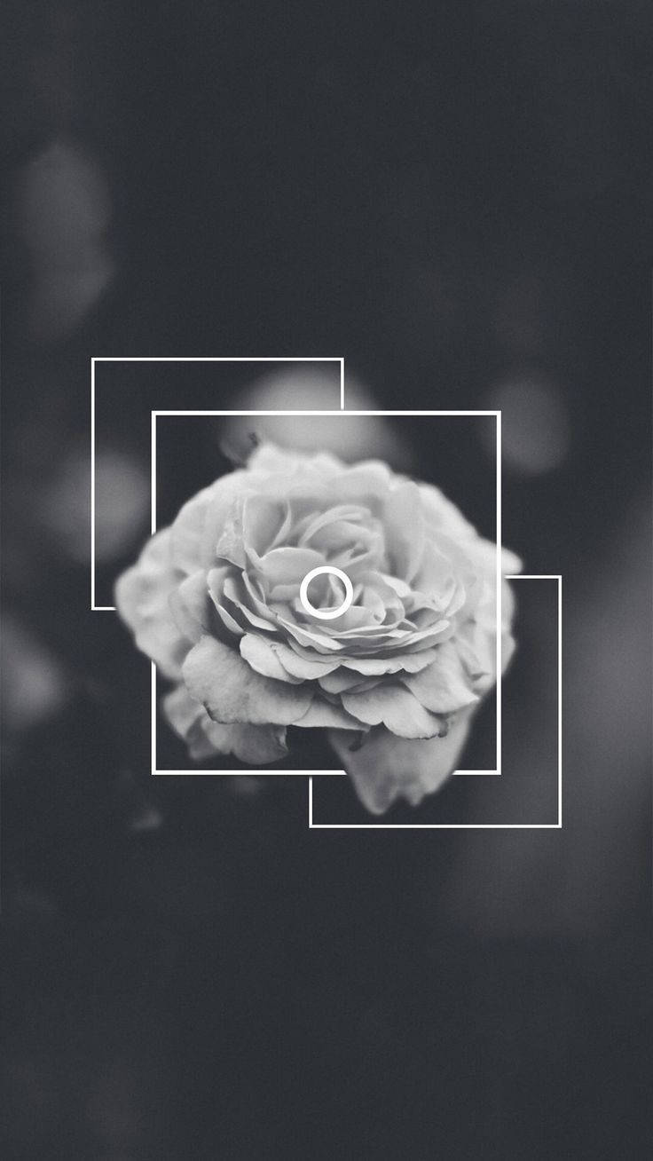 iPhone, rose, monochrome, HD Phone Wallpaper