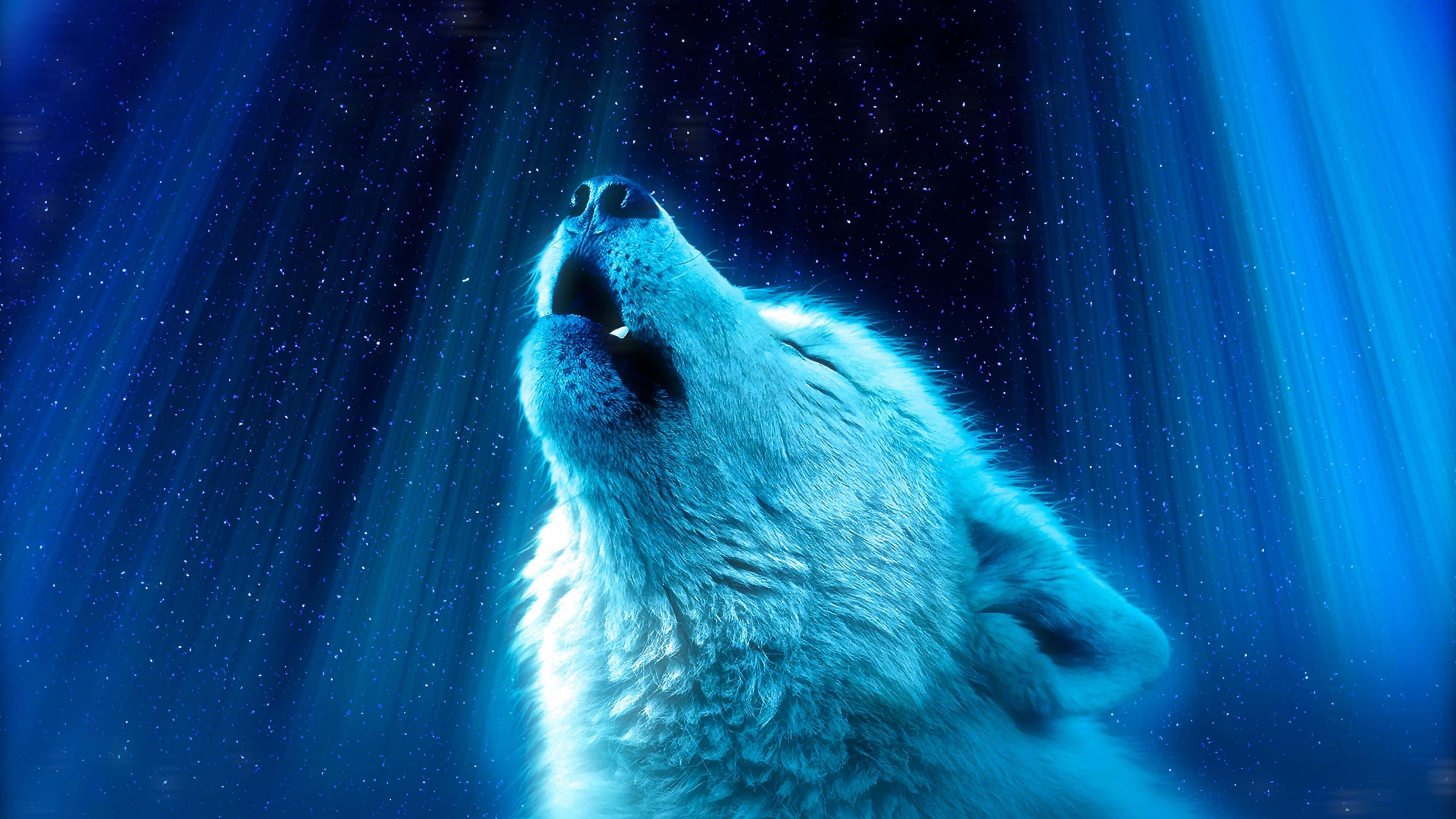 Cool Blue Wolf, cosmic blue, starlight, 4K Desktop Wallpaper