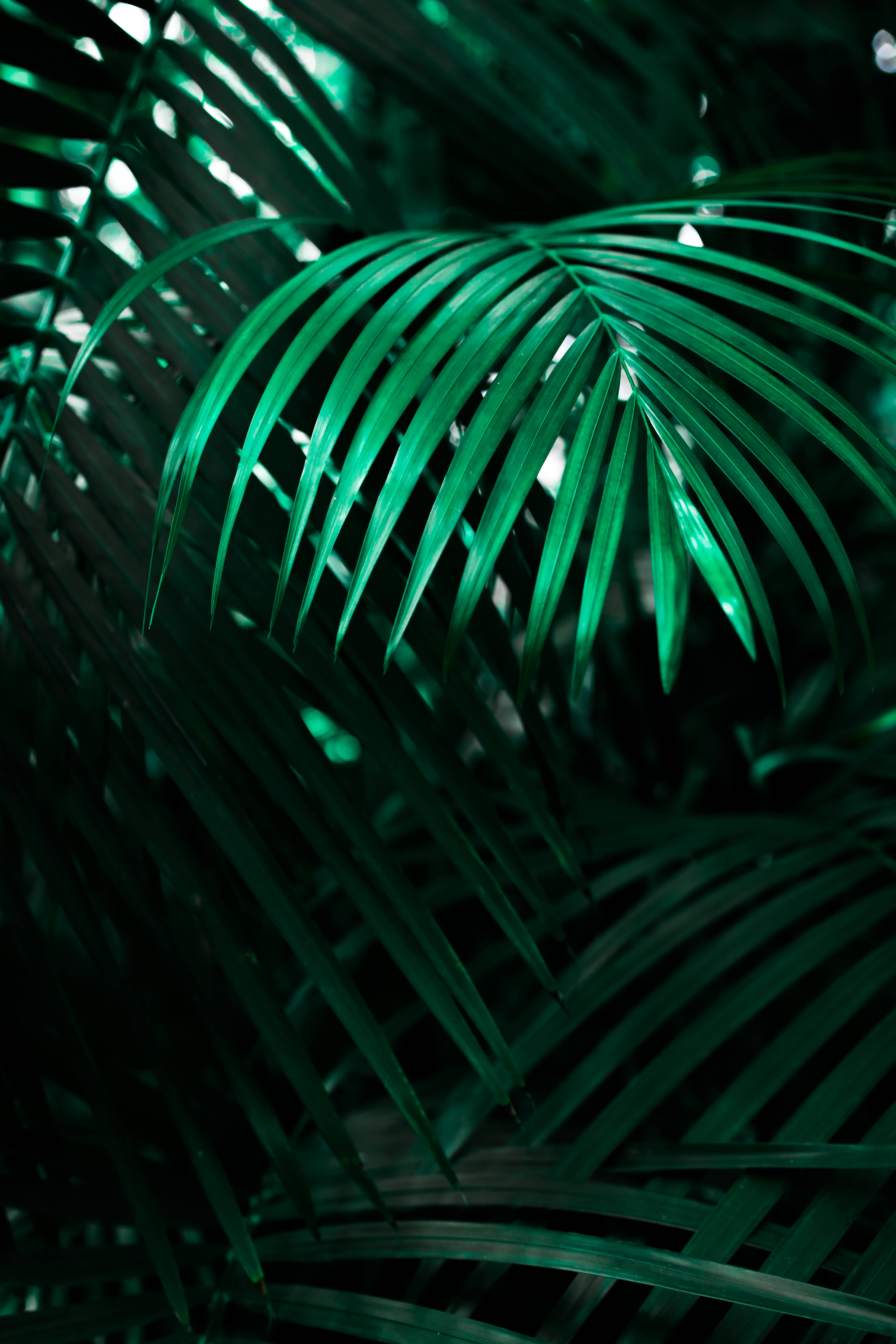 Cool Neon Wolf, emerald palm fronds, backlighting, 5K Phone Wallpaper