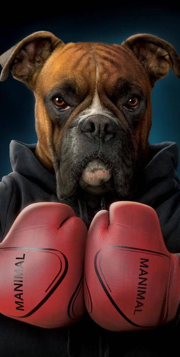 Cool Boxing, dog, red gloves, SD Phone Wallpaper