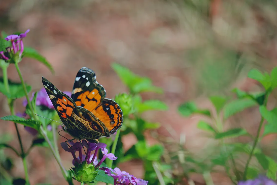 Cool Butterfly