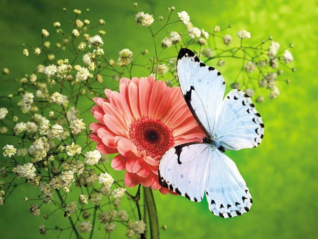 white butterfly, black spots, vibrant pink gerbera daisy, SD Desktop Wallpaper
