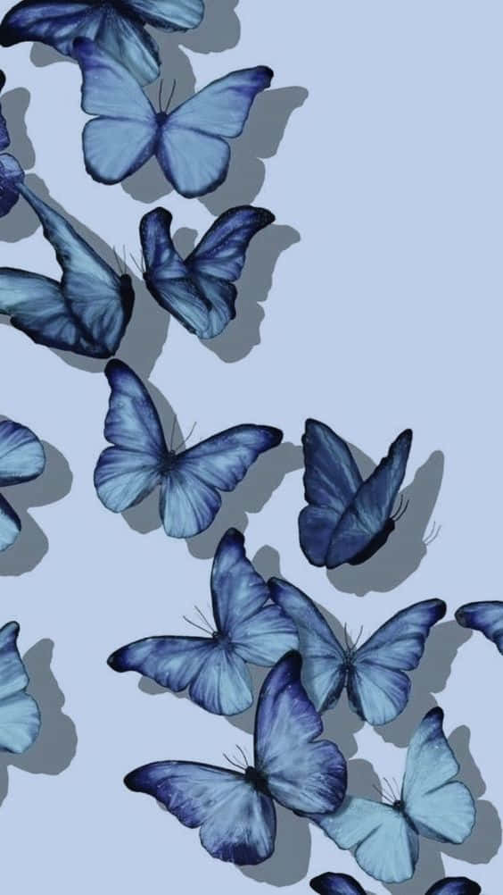 cool butterfly, blue butterflies, soft shadows, SD Phone Wallpaper