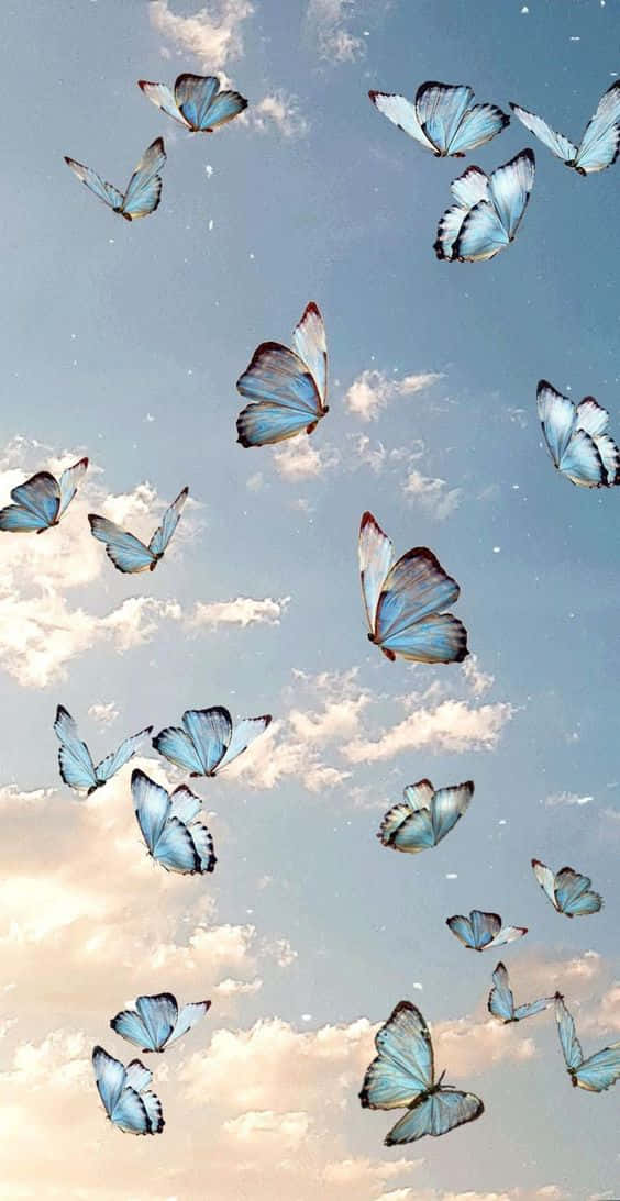 blue morpho butterflies, soft pastel sky, wispy clouds, SD Phone Wallpaper