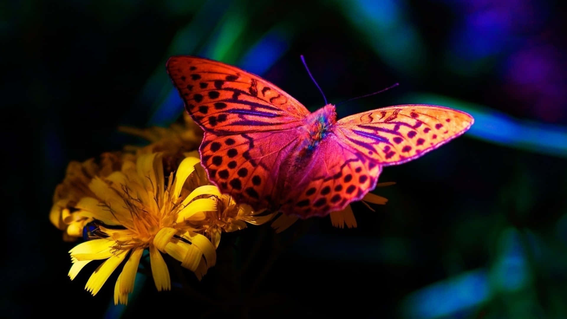 butterfly zoo, orange and purple butterfly, black spots, Full HD Desktop Wallpaper