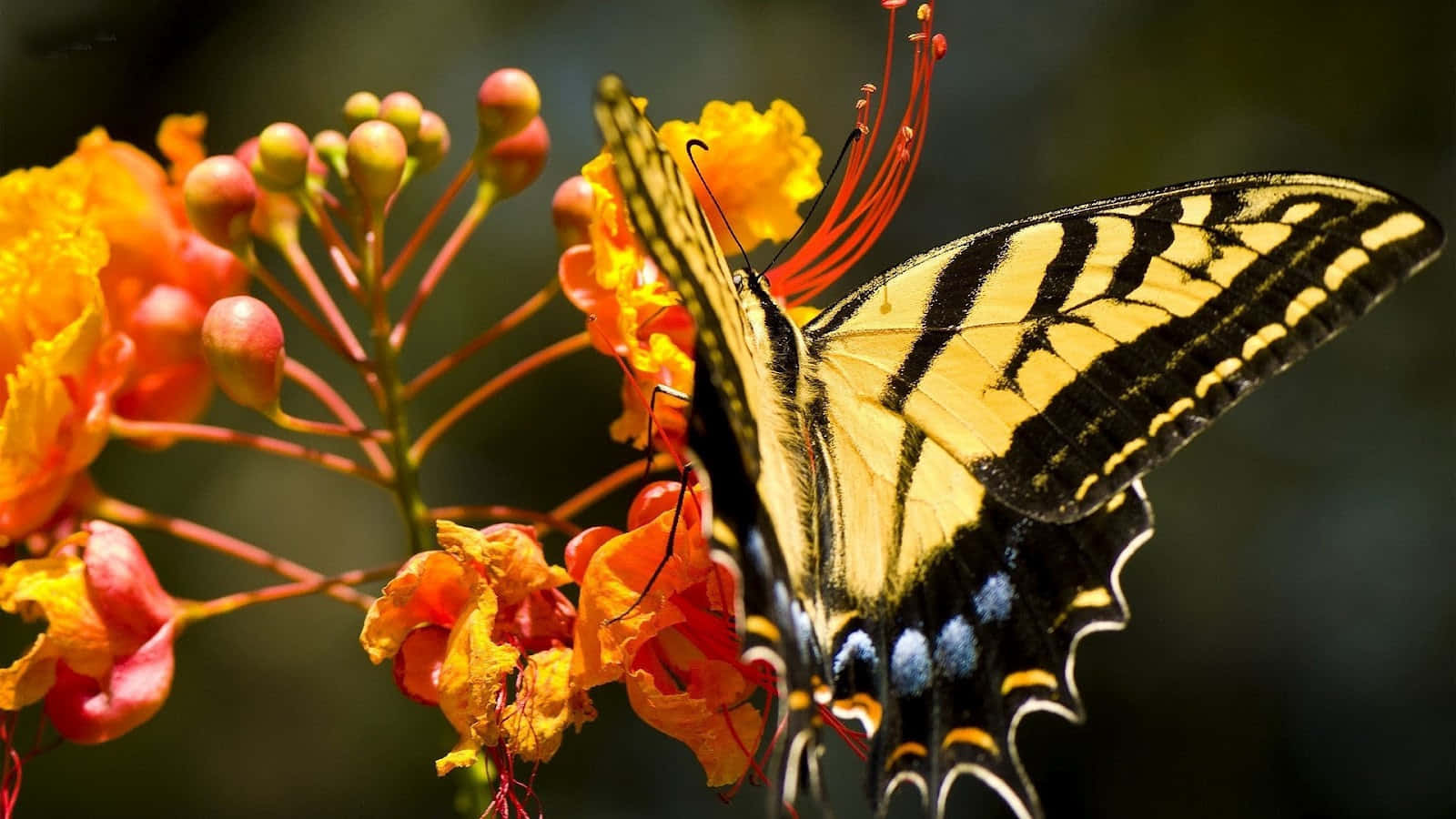 tiger swallowtail butterfly, vibrant yellow, black, HD Desktop Wallpaper