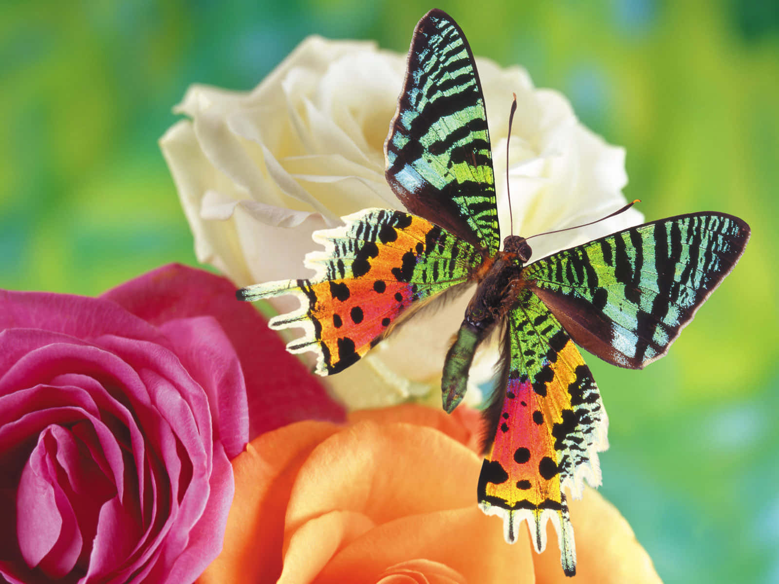 emerging butterfly, green black and orange wings, pink white and orange roses, HD Desktop Wallpaper