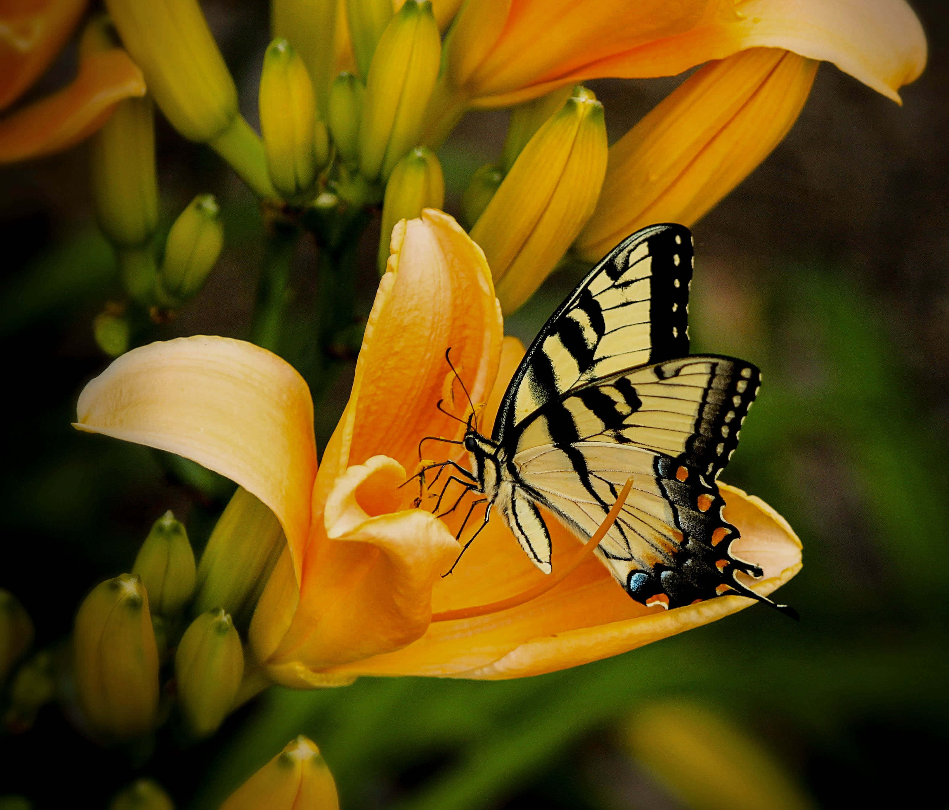 butterfly, yellow, black and yellow stripes, 2K Desktop Wallpaper