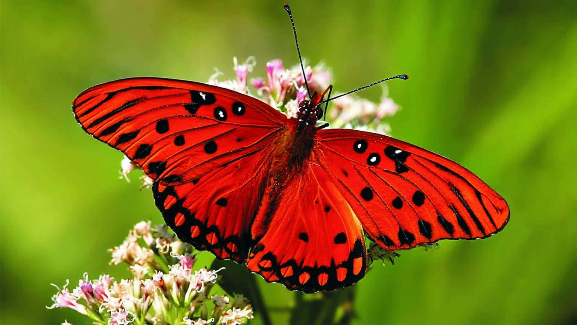 Vibrant Swallowtail Butterfly, red butterfly, black spots, Full HD Desktop Wallpaper
