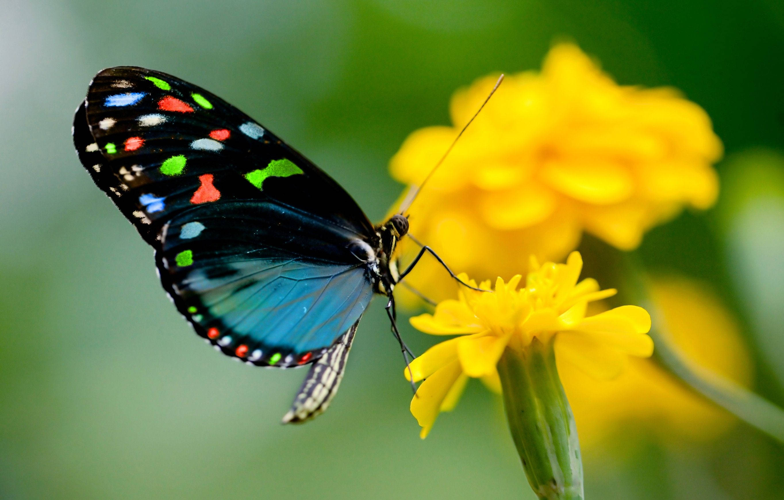 blue butterfly, yellow flower, iridescent blue wings, 2K Desktop Wallpaper