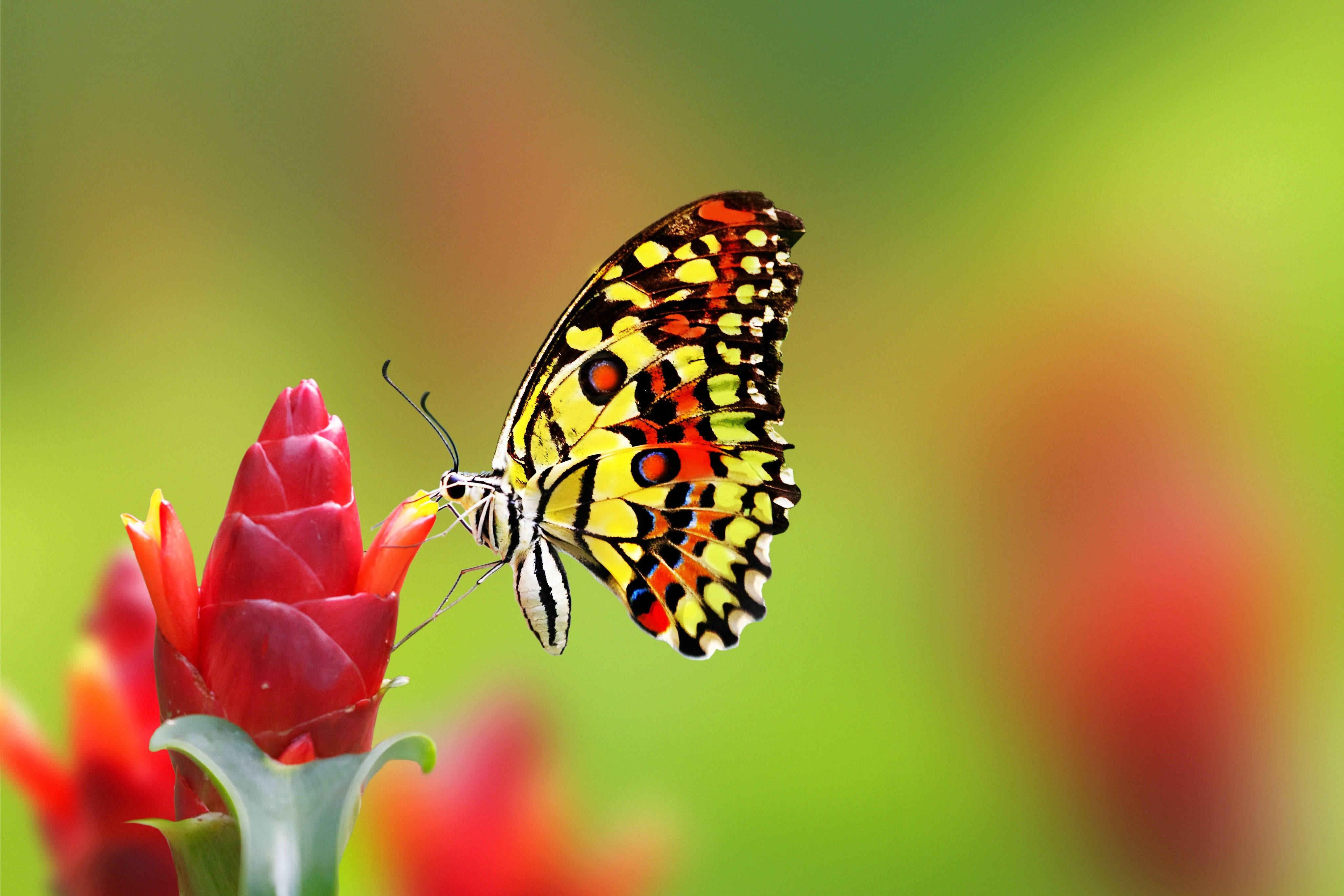 yellow and orange butterfly, red tropical flower, soft green background, 4K Desktop Wallpaper