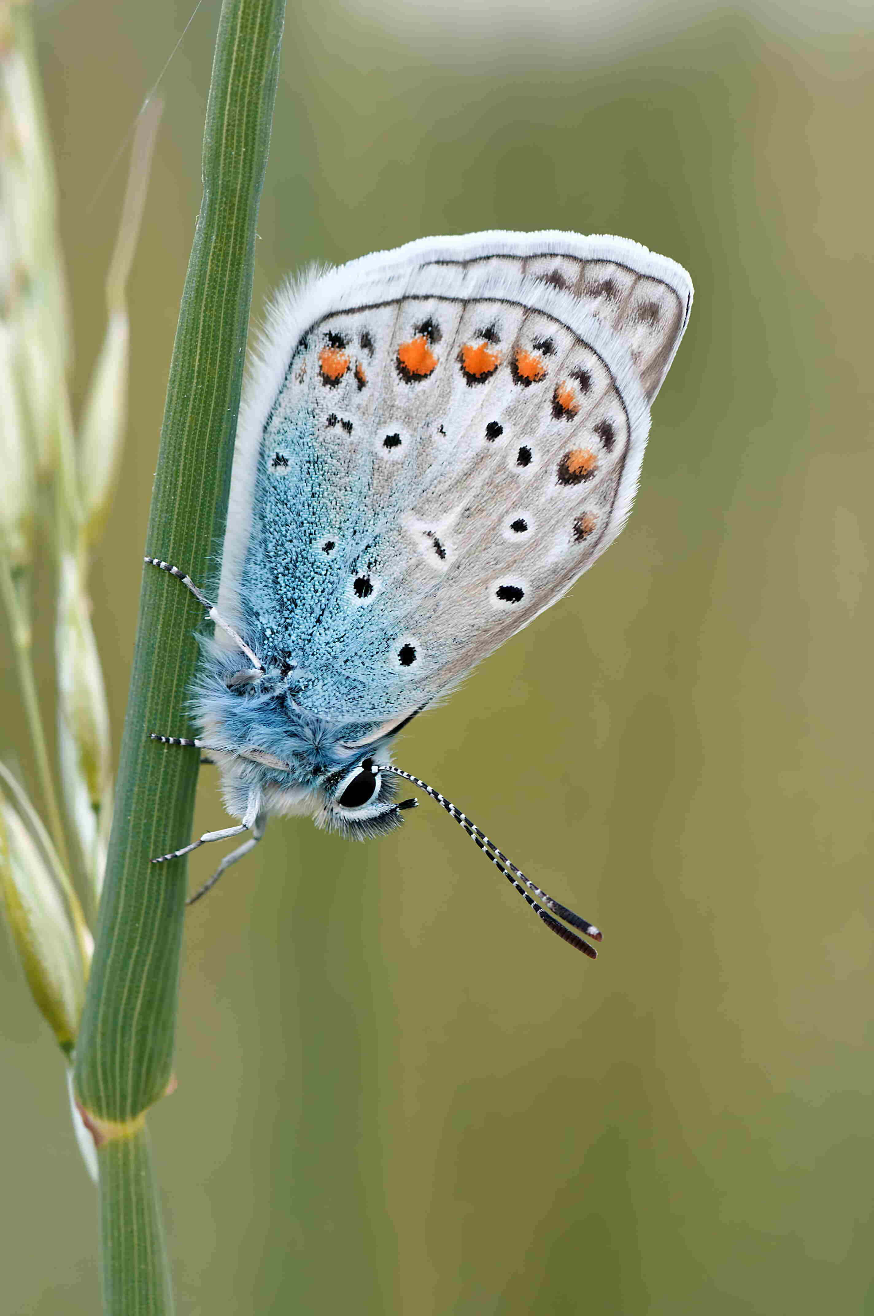 blue butterfly, orange spots, green grass stem, 4K Phone Wallpaper