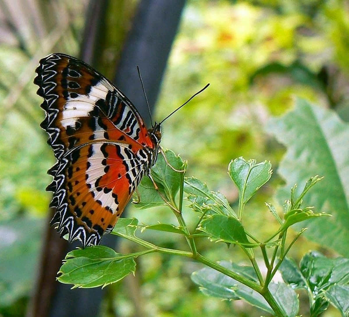 vibrant orange black and white butterfly, scalloped wings, green leaf, SD Desktop Wallpaper
