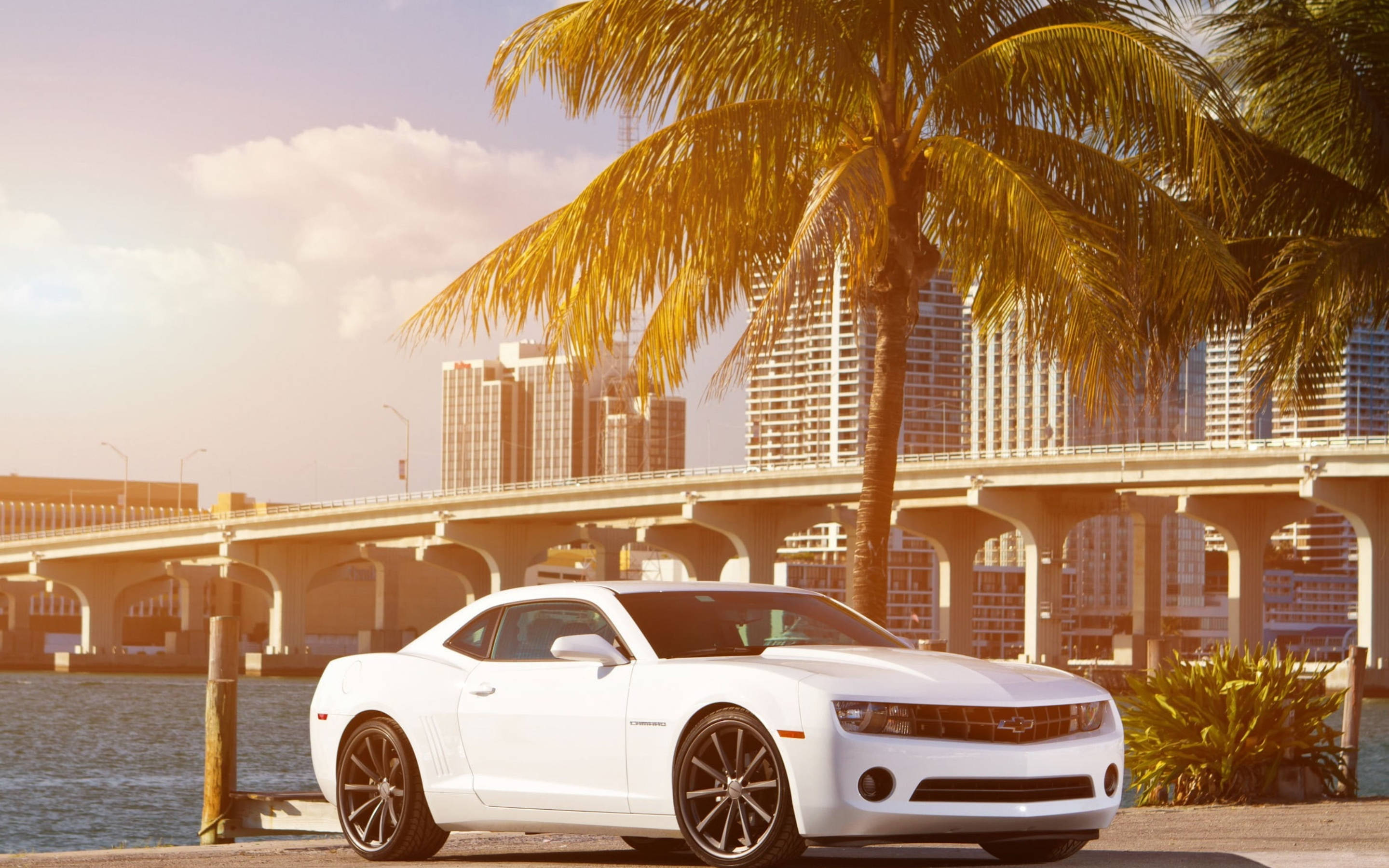 Camaro, white sports car, palm tree, 2K Desktop Wallpaper