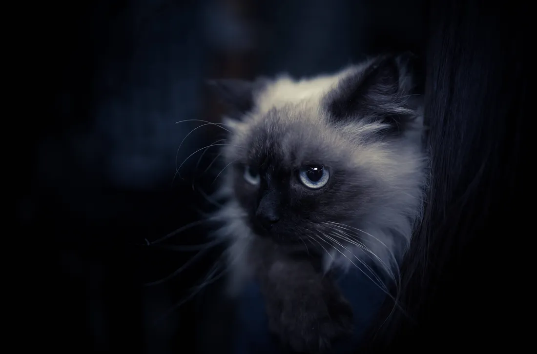 Cool Cat