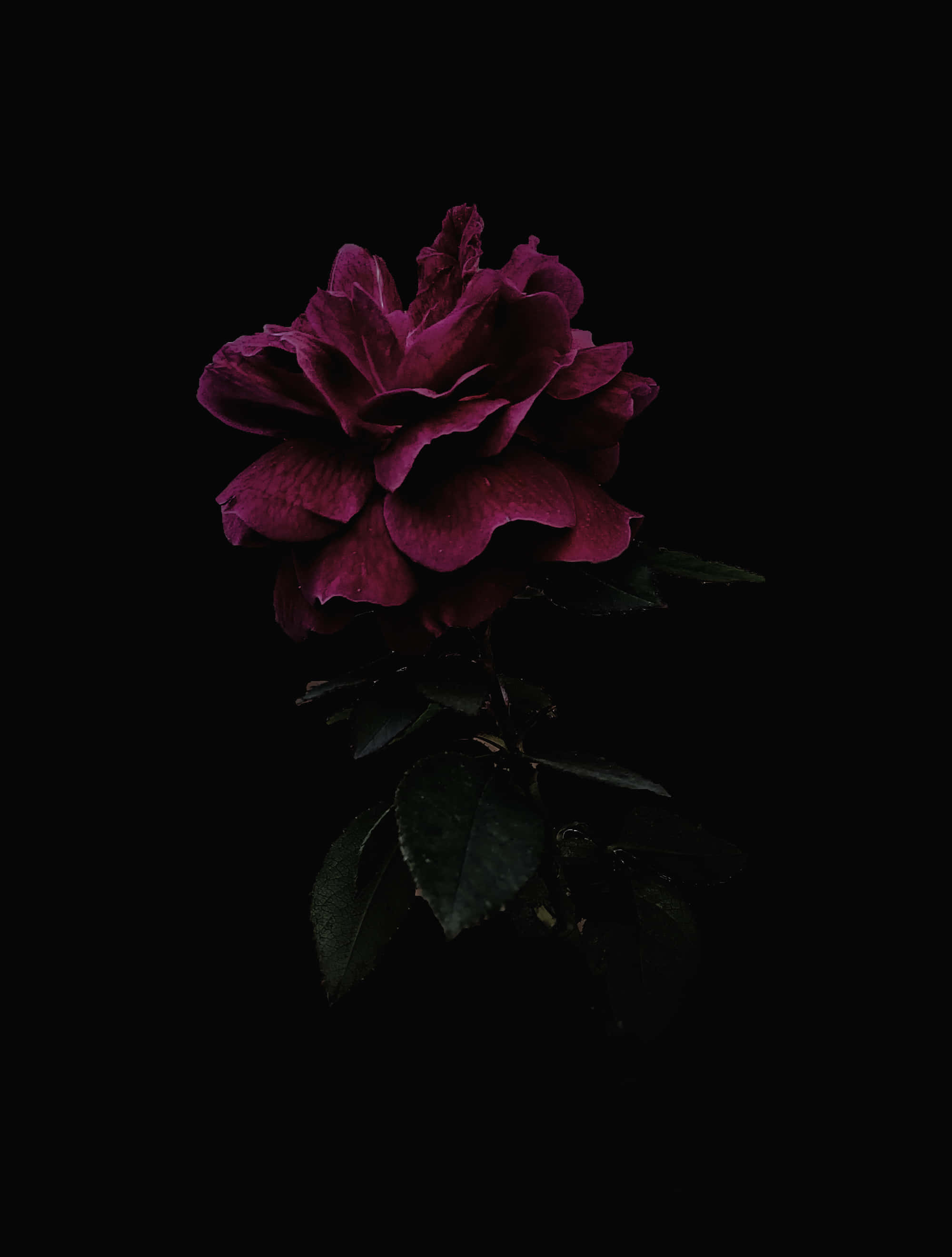 deep magenta rose, dark green leaves, pure black background, 2K Phone Wallpaper