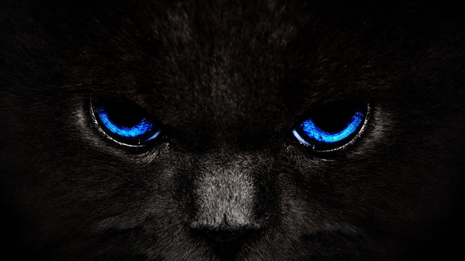black cat, blue eyes, glowing blue eyes, Full HD Desktop Wallpaper
