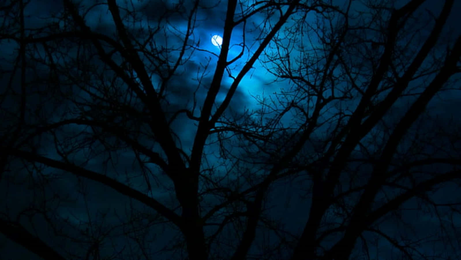 blue moon, tree branches, deep blue night sky, HD Desktop Wallpaper