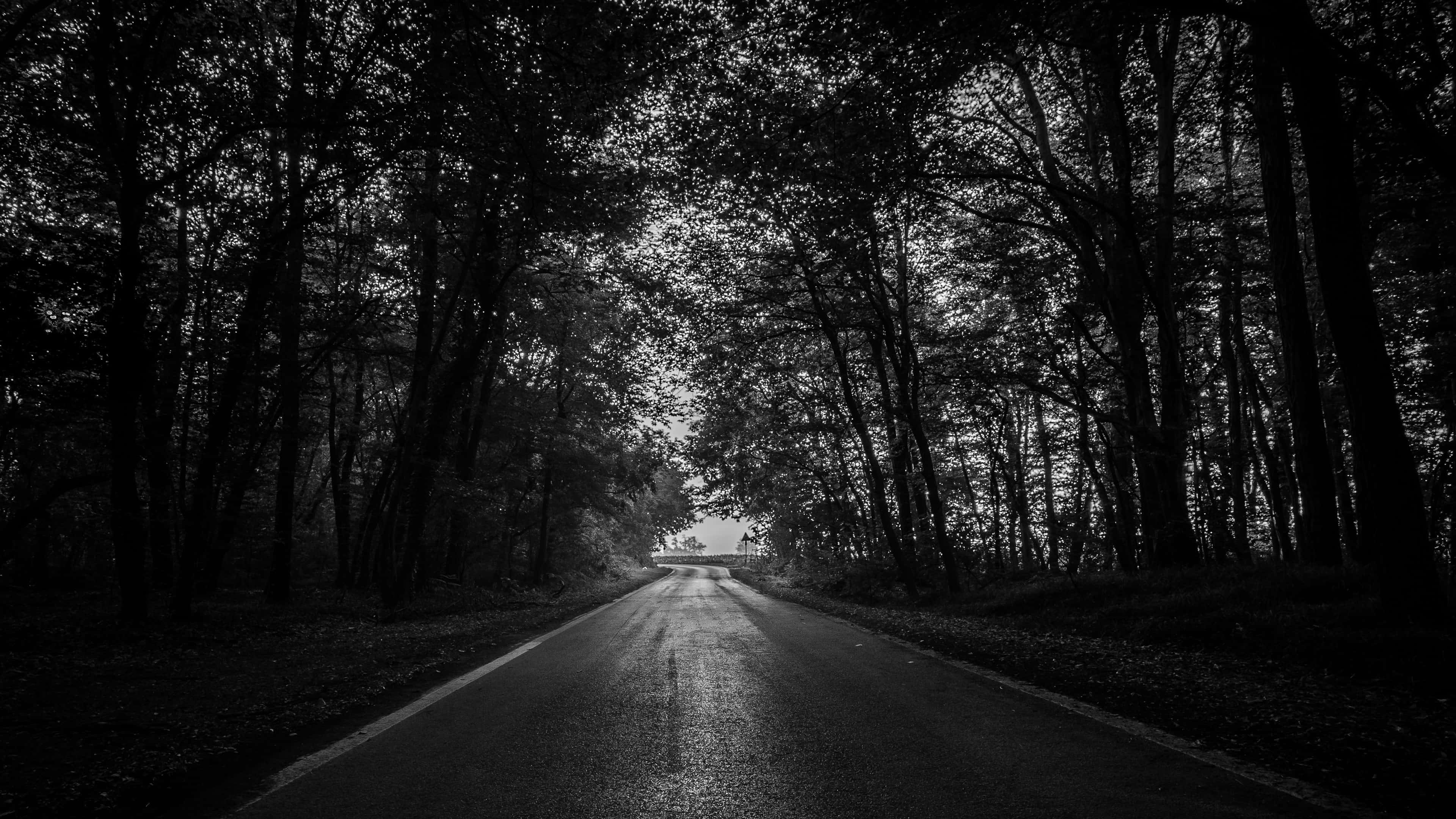 dark desktop, wet asphalt road, tall trees, 4K Desktop Wallpaper