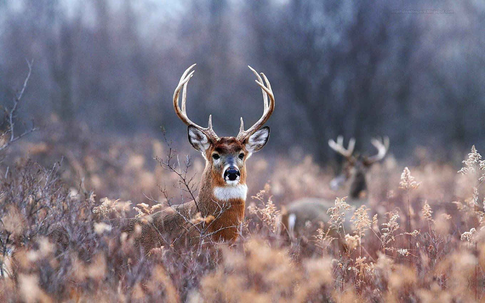 Cool Deer, majestic buck, large antlers, HD Desktop Wallpaper