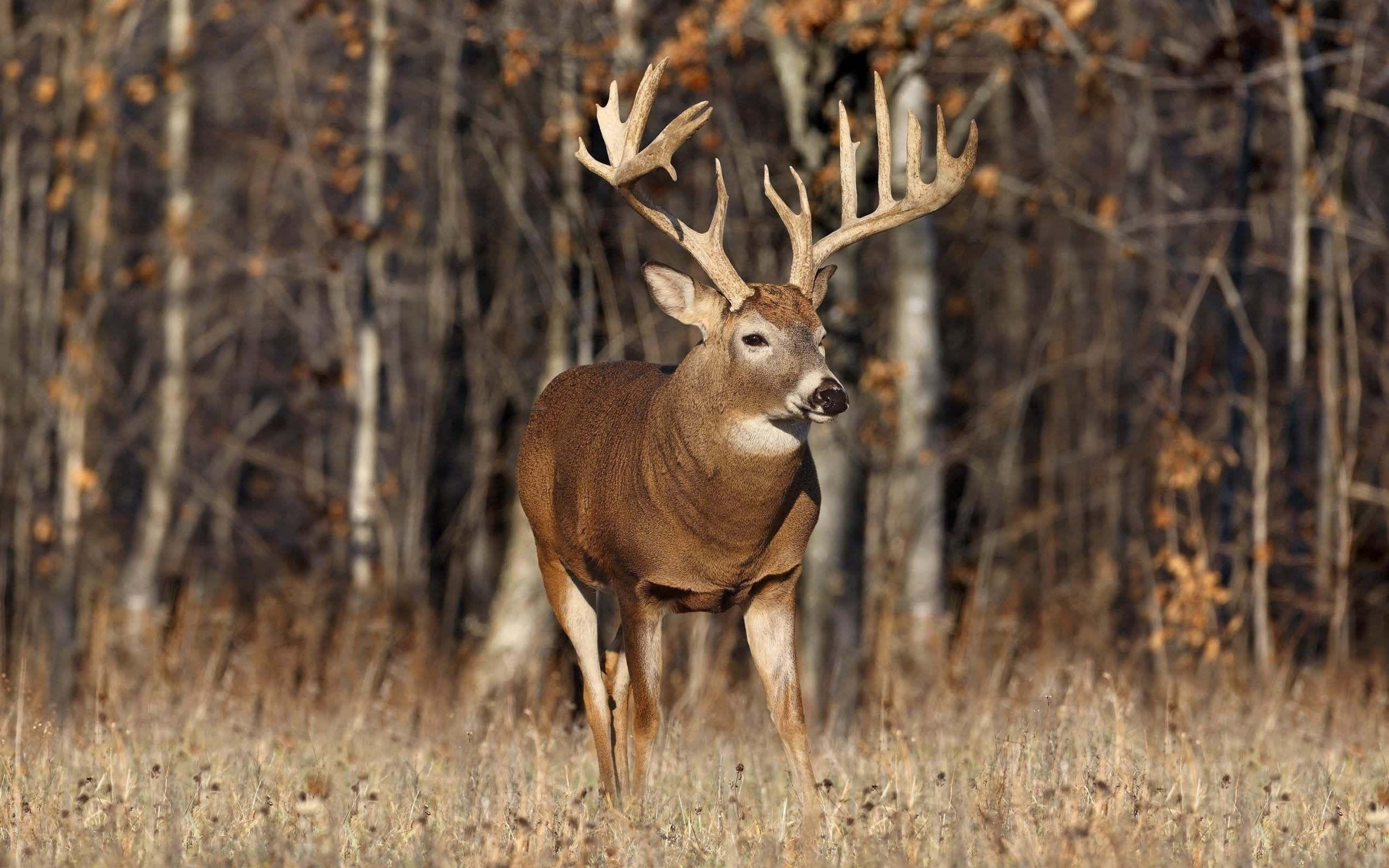 white-tailed deer, autumn field, bare trees, 2K Desktop Wallpaper