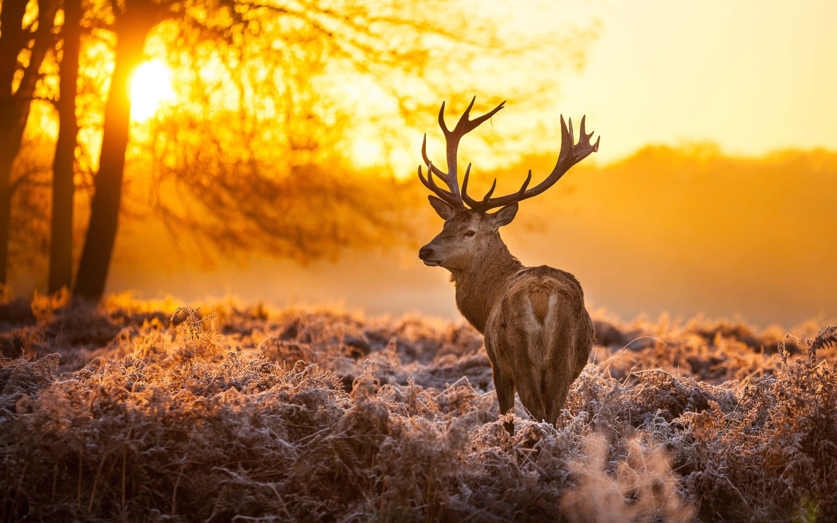 Cool Deer, stags, large antlers, 2K Desktop Wallpaper
