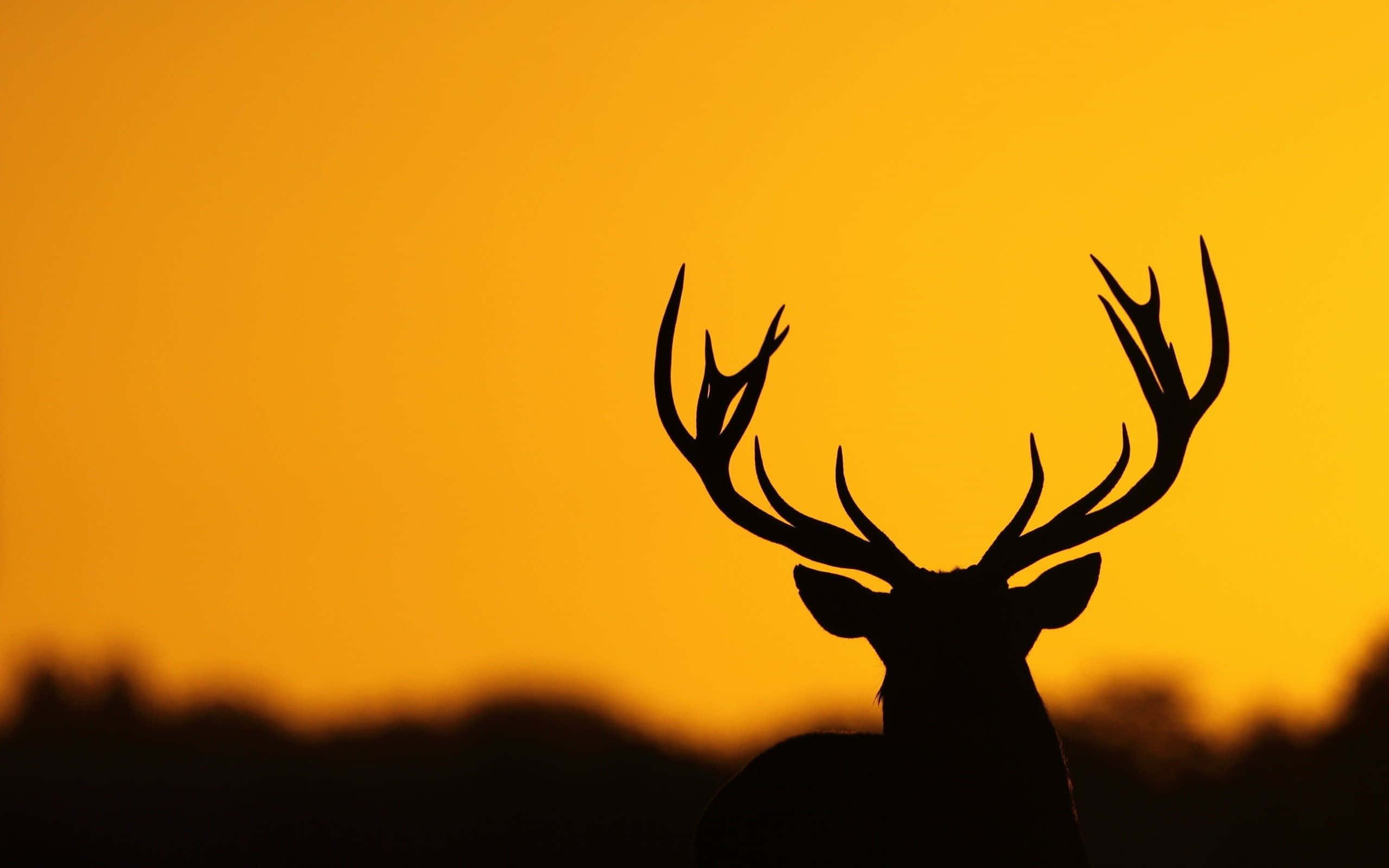 Cool Deer, golden sunset, silhouette, 2K Desktop Wallpaper