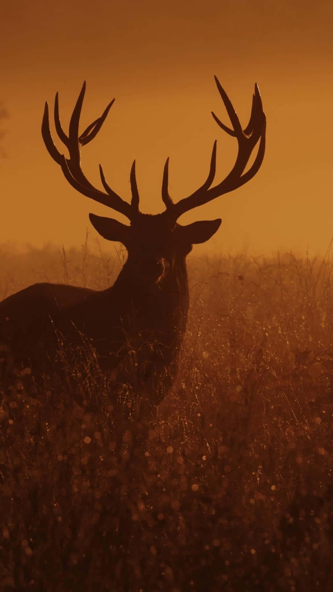 Cool Deer, stag, tall grass, Full HD Phone Wallpaper