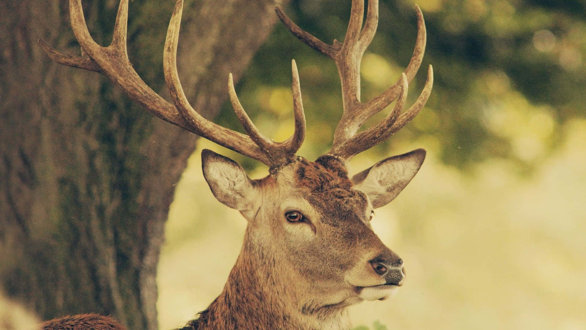 cool deer, majestic buck, large antlers, Full HD Desktop Wallpaper
