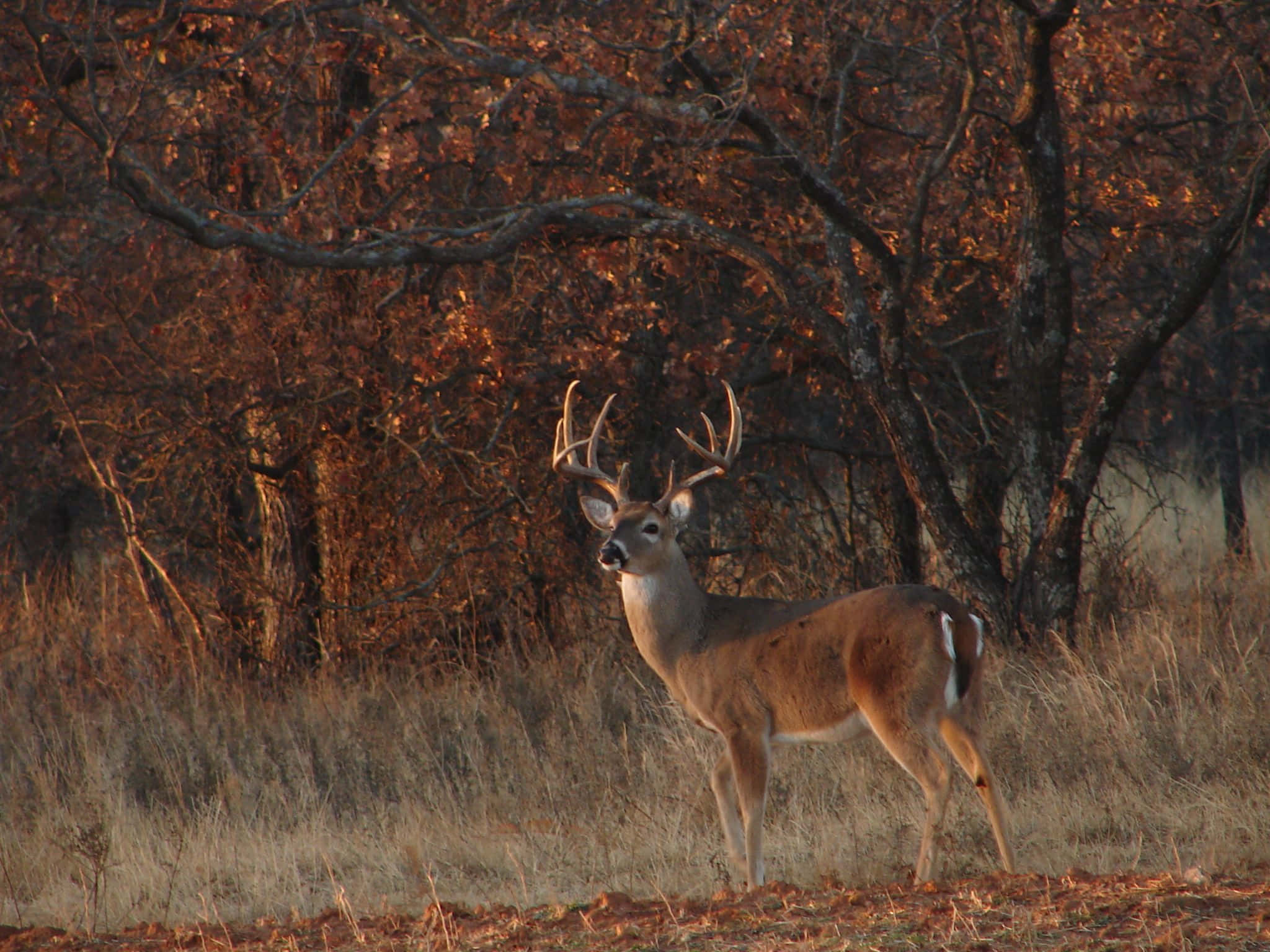 cool deer, majestic buck, antlers, Full HD Desktop Wallpaper