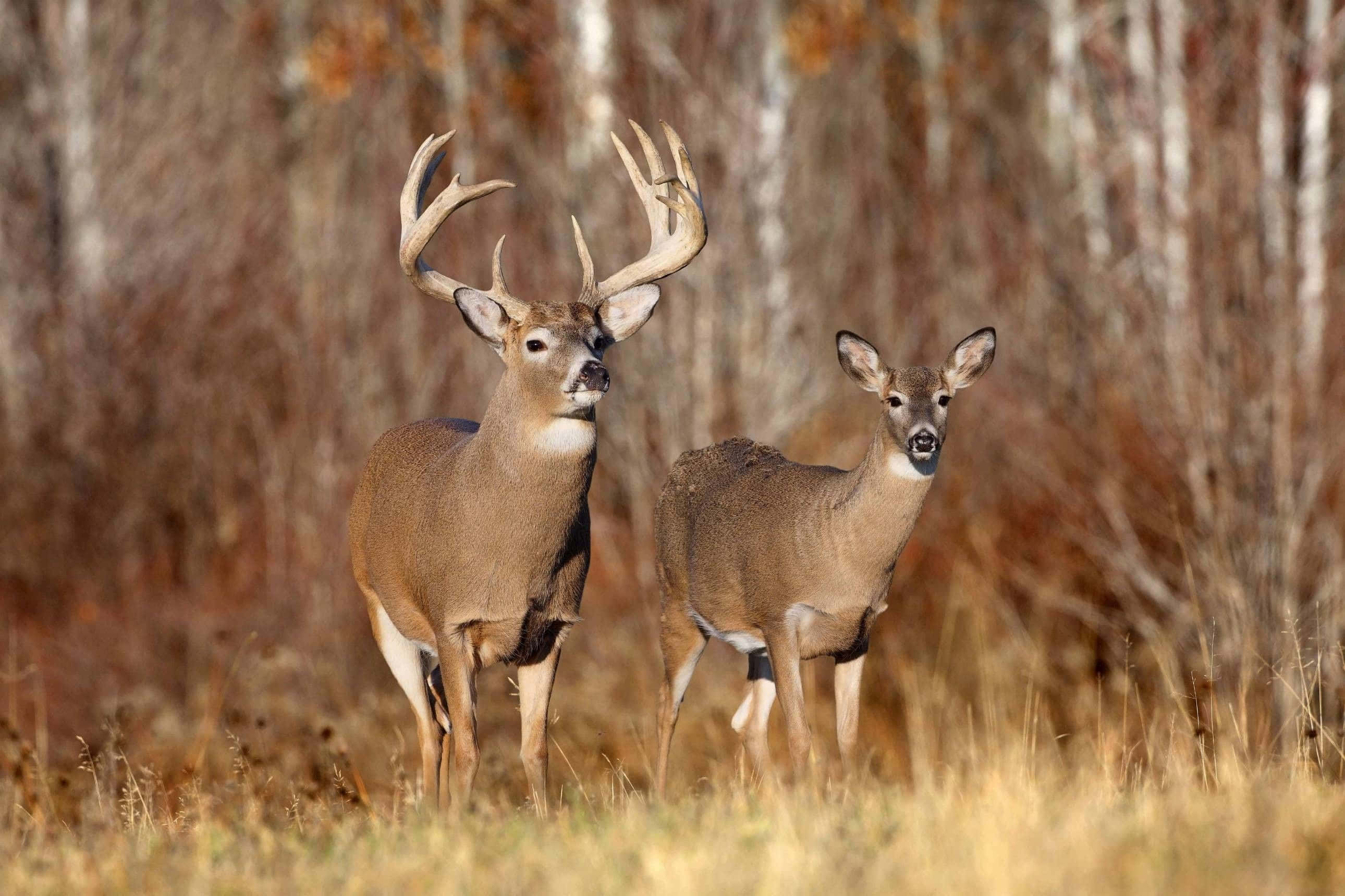 cool deer, buck, doe, 2K Desktop Wallpaper