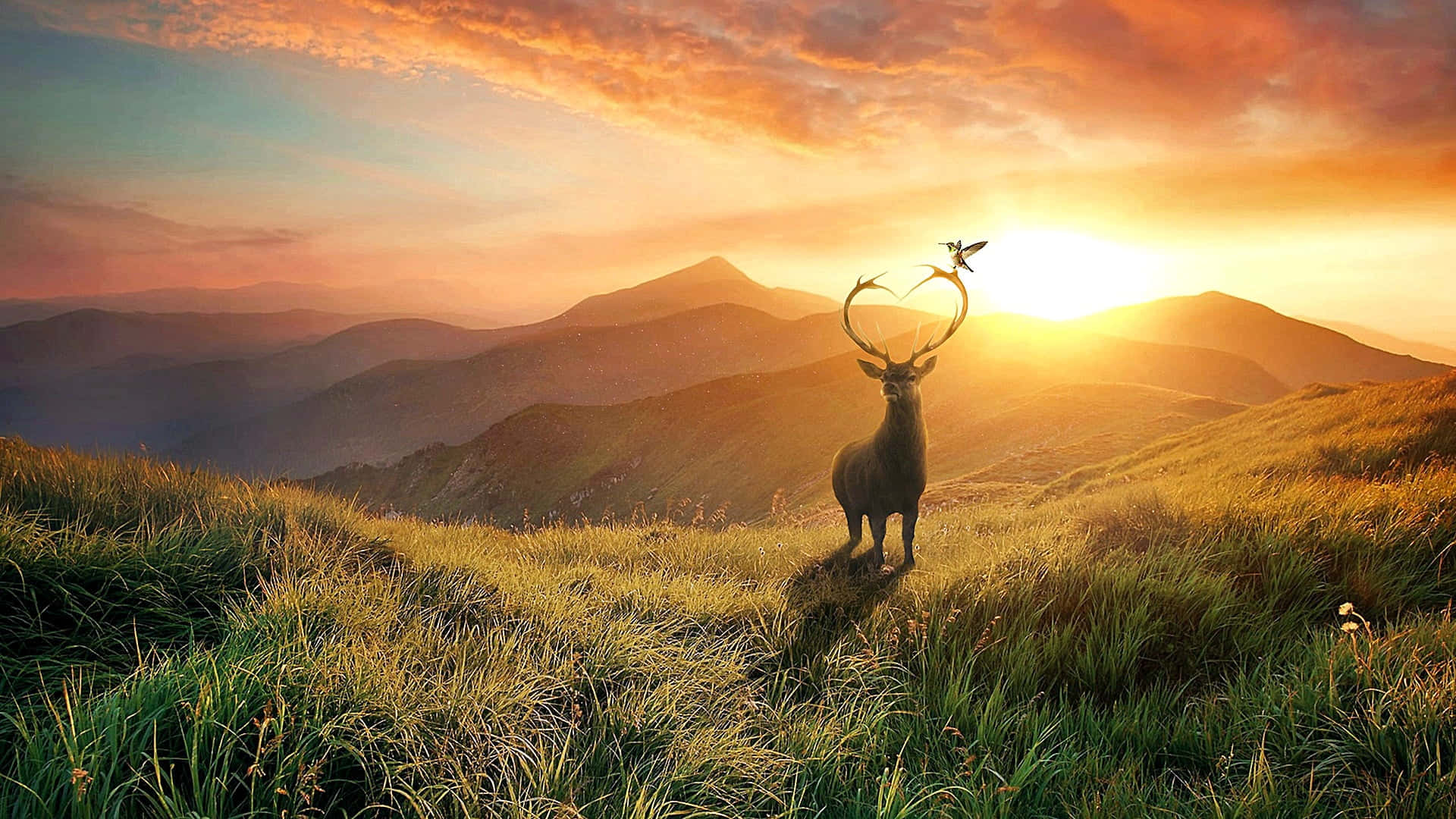 cool deer, sunset, grassy mountain ridge, Full HD Desktop Wallpaper