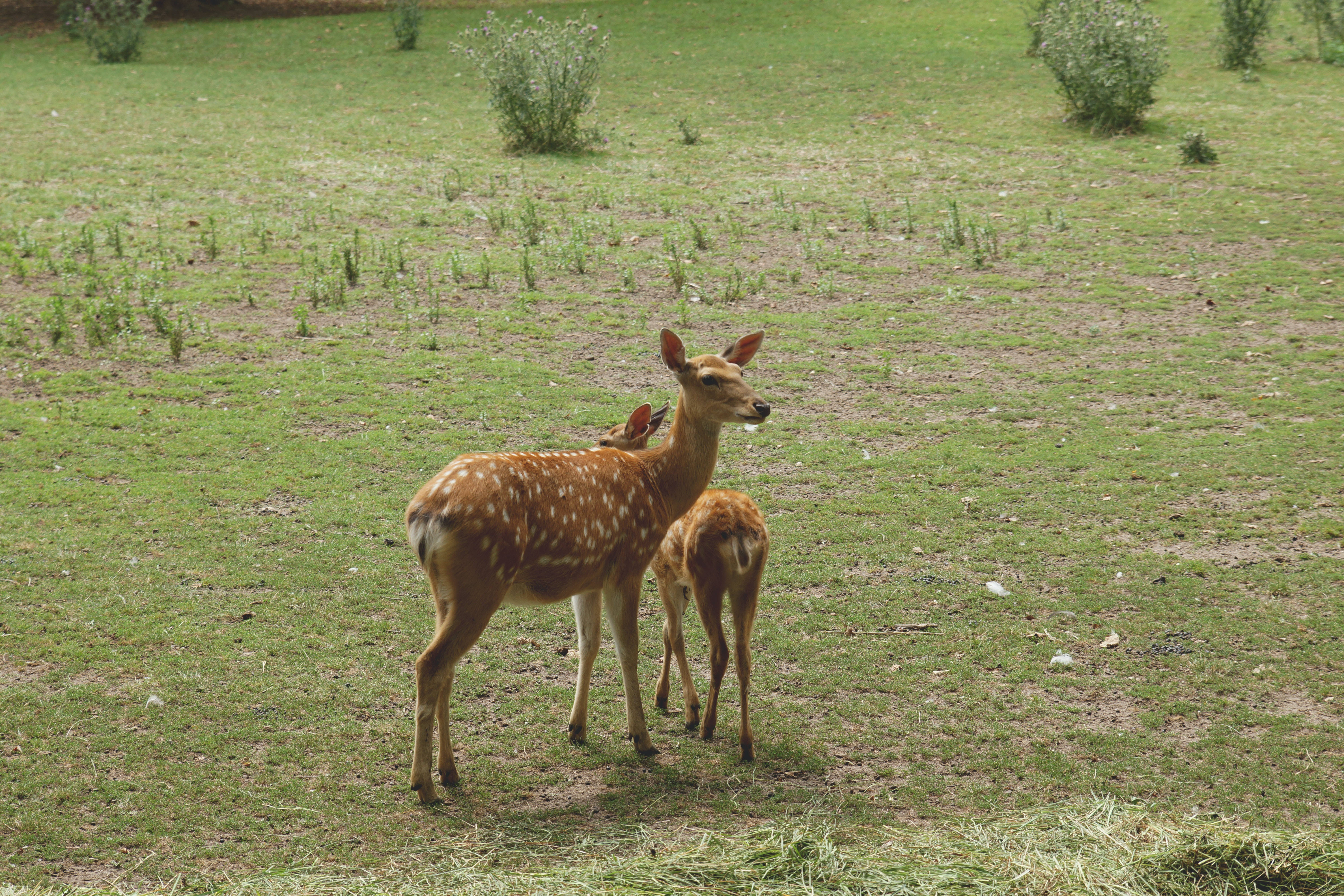 mother and daughter deer, spotted fawns, sunlit grassy field, 5K Desktop Wallpaper