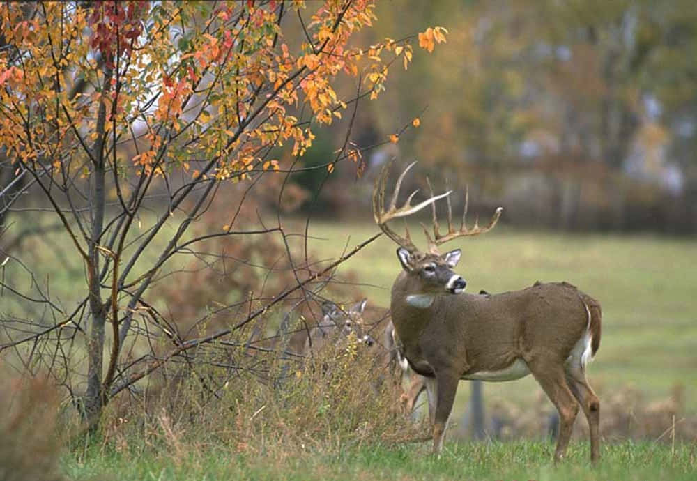 white-tailed deer, autumn tree, fiery orange leaves, SD Desktop Wallpaper