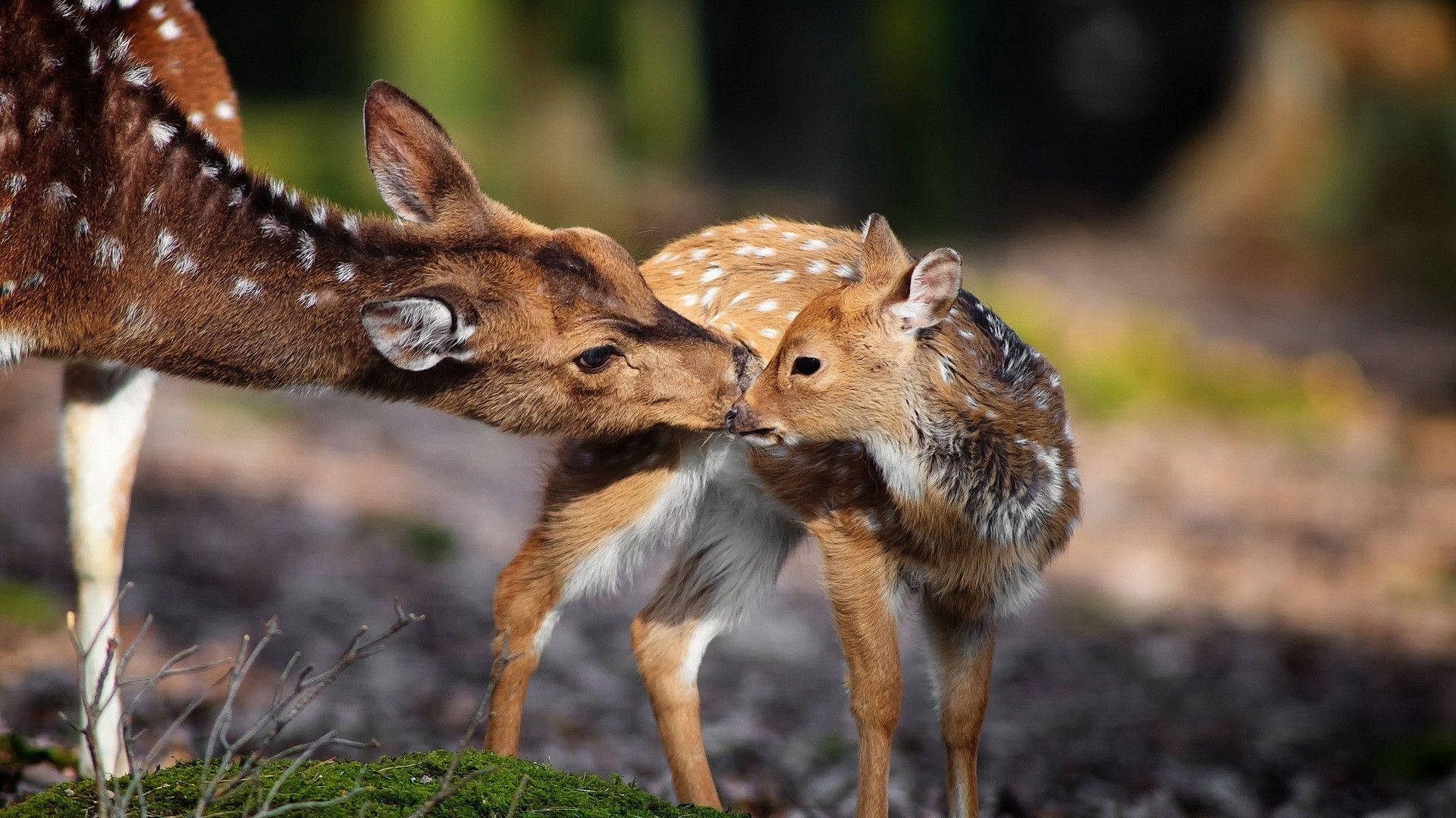 Sweet Baby Deer Animal, mother deer, spotted fawn, Full HD Desktop Wallpaper