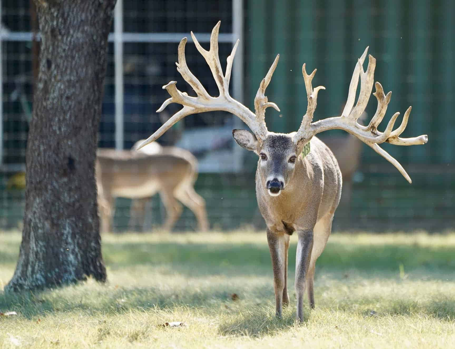 whitetail deer, buck, massive antlers, HD Desktop Wallpaper