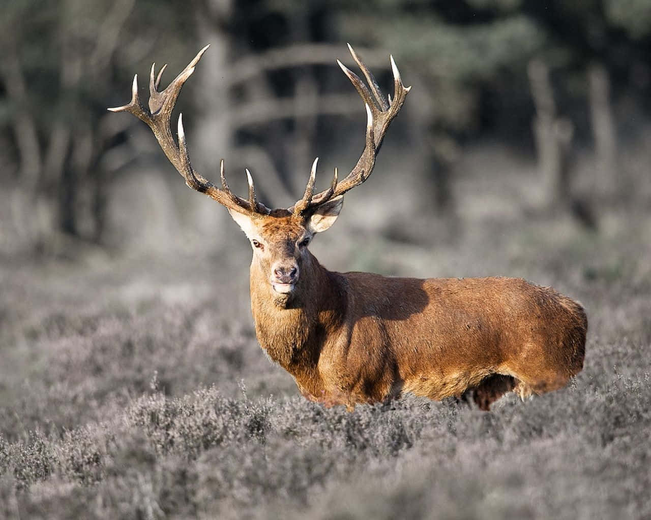 red deer stag, massive antlers, field of purple heather, HD Desktop Wallpaper