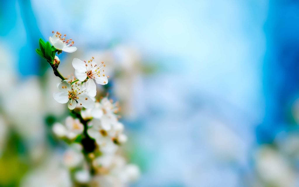 white flower, yellow stamens, slender branch, SD Desktop Wallpaper