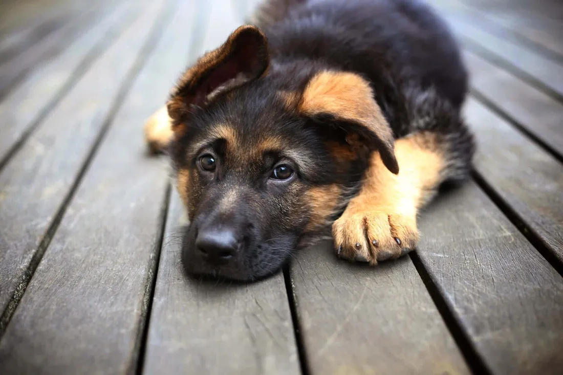 Cool Dog