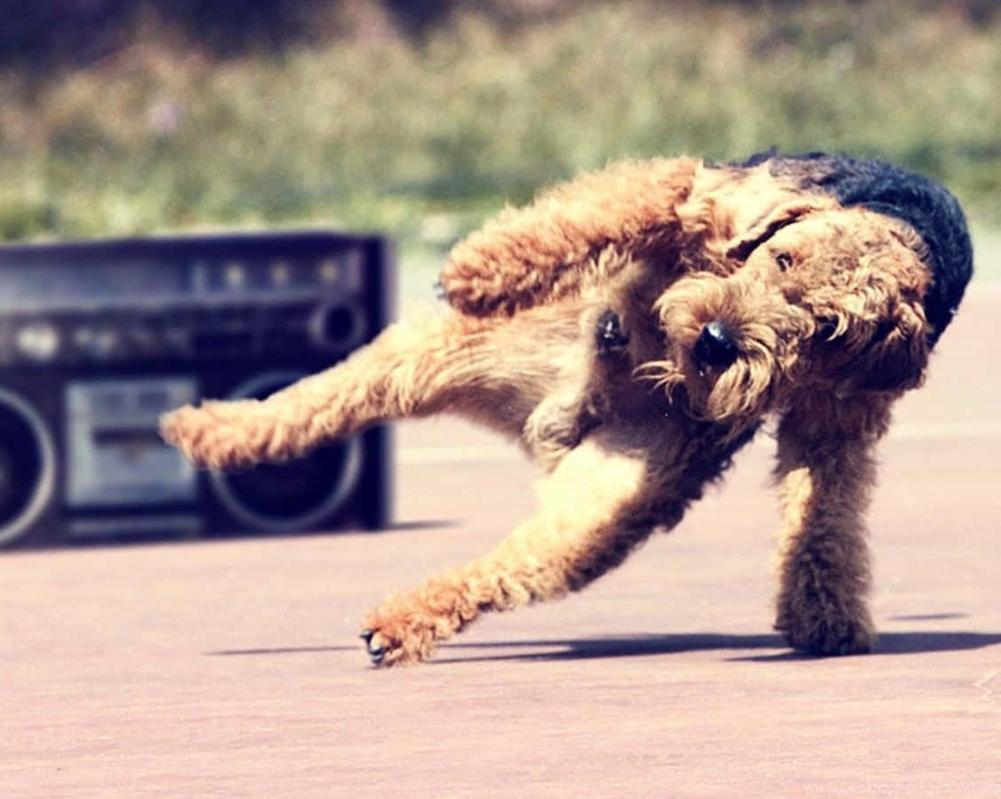Airedale terrier, vintage boombox, sunlit pavement, SD Desktop Wallpaper