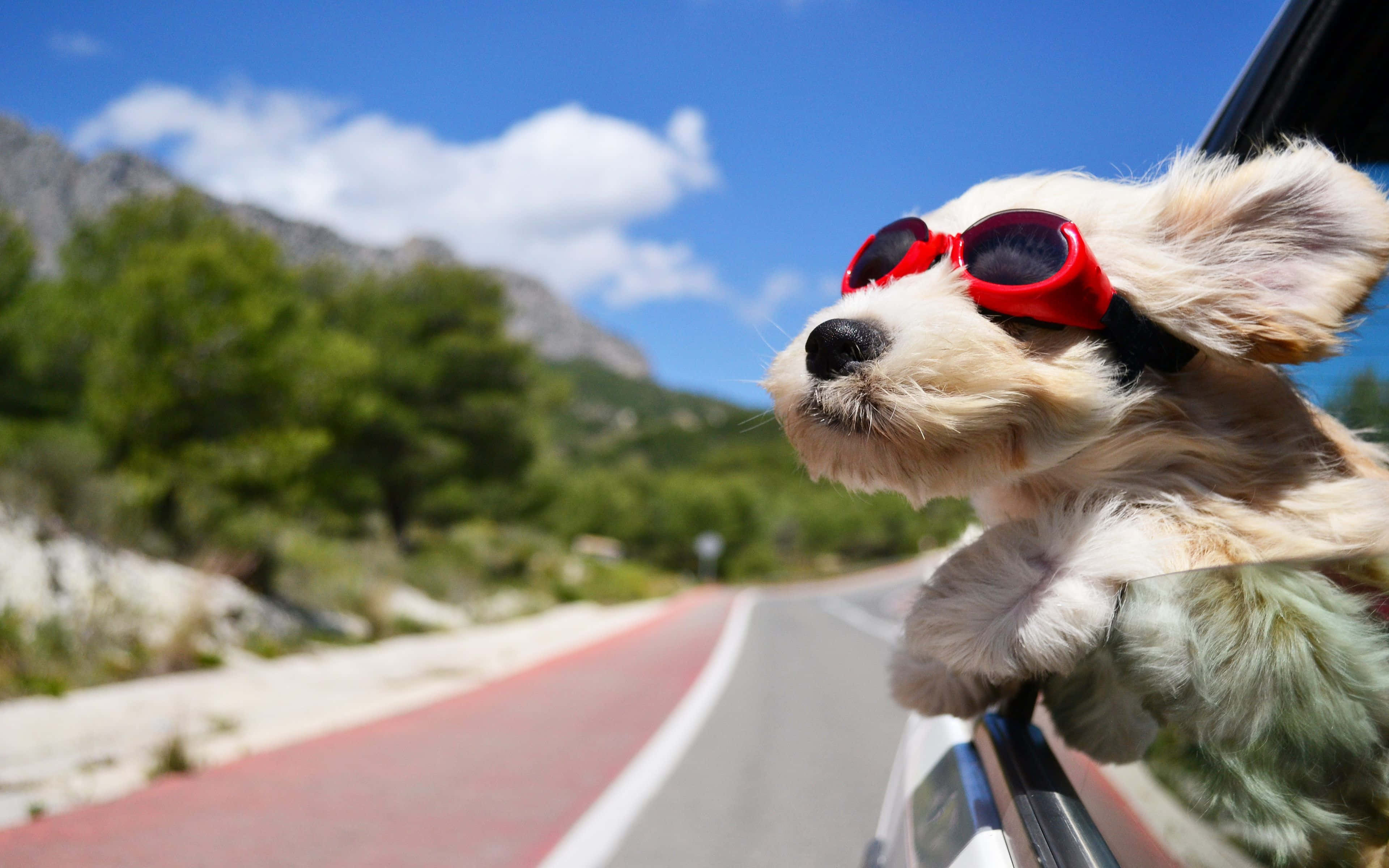 Cool Dog, red sunglasses, sunny mountain road, 4K Desktop Wallpaper