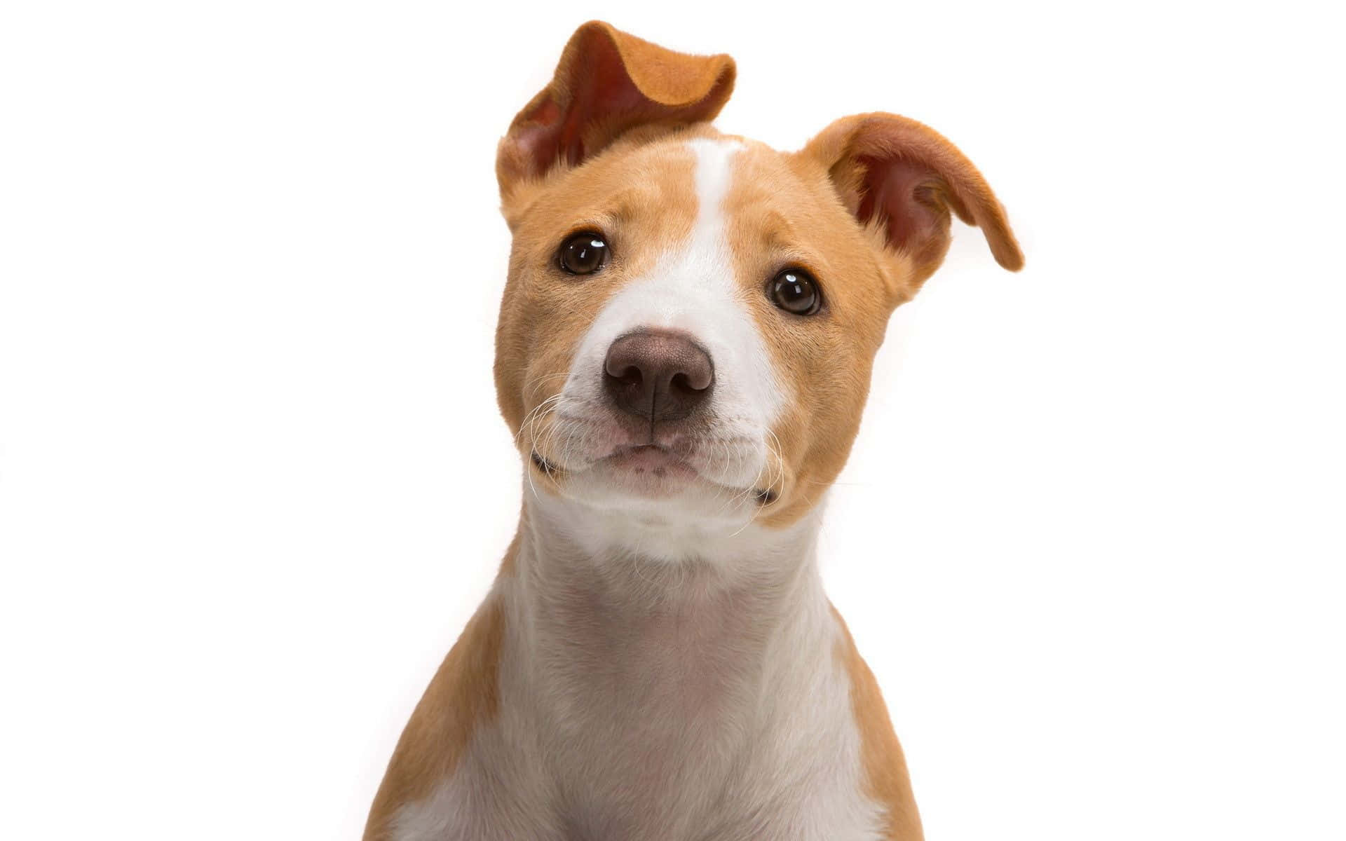 brown and white puppy, floppy ears, big dark eyes, Full HD Desktop Wallpaper