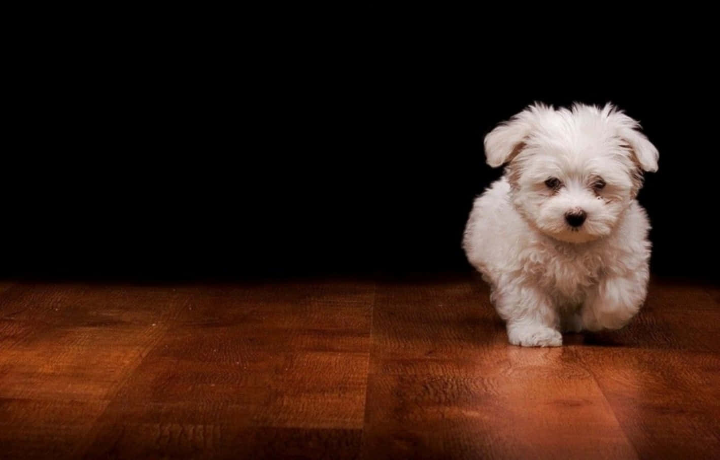 cool dog, fluffy white puppy, warm wooden floor, HD Desktop Wallpaper
