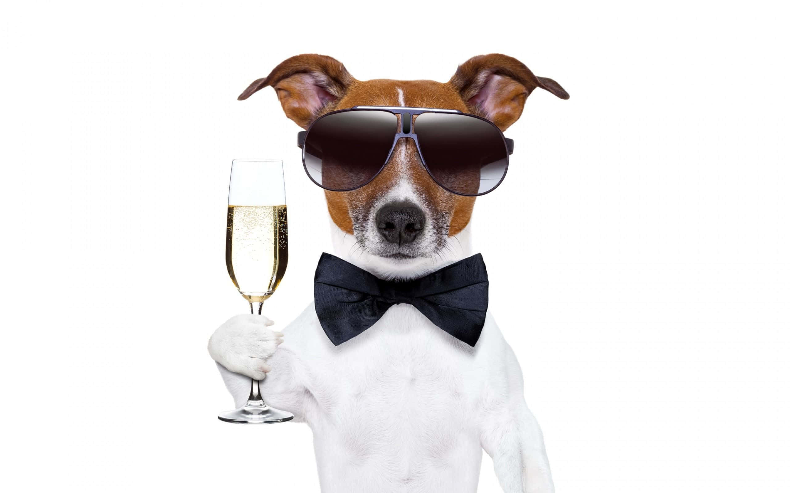 jack russell terrier, sunglasses, bow tie, 2K Desktop Wallpaper