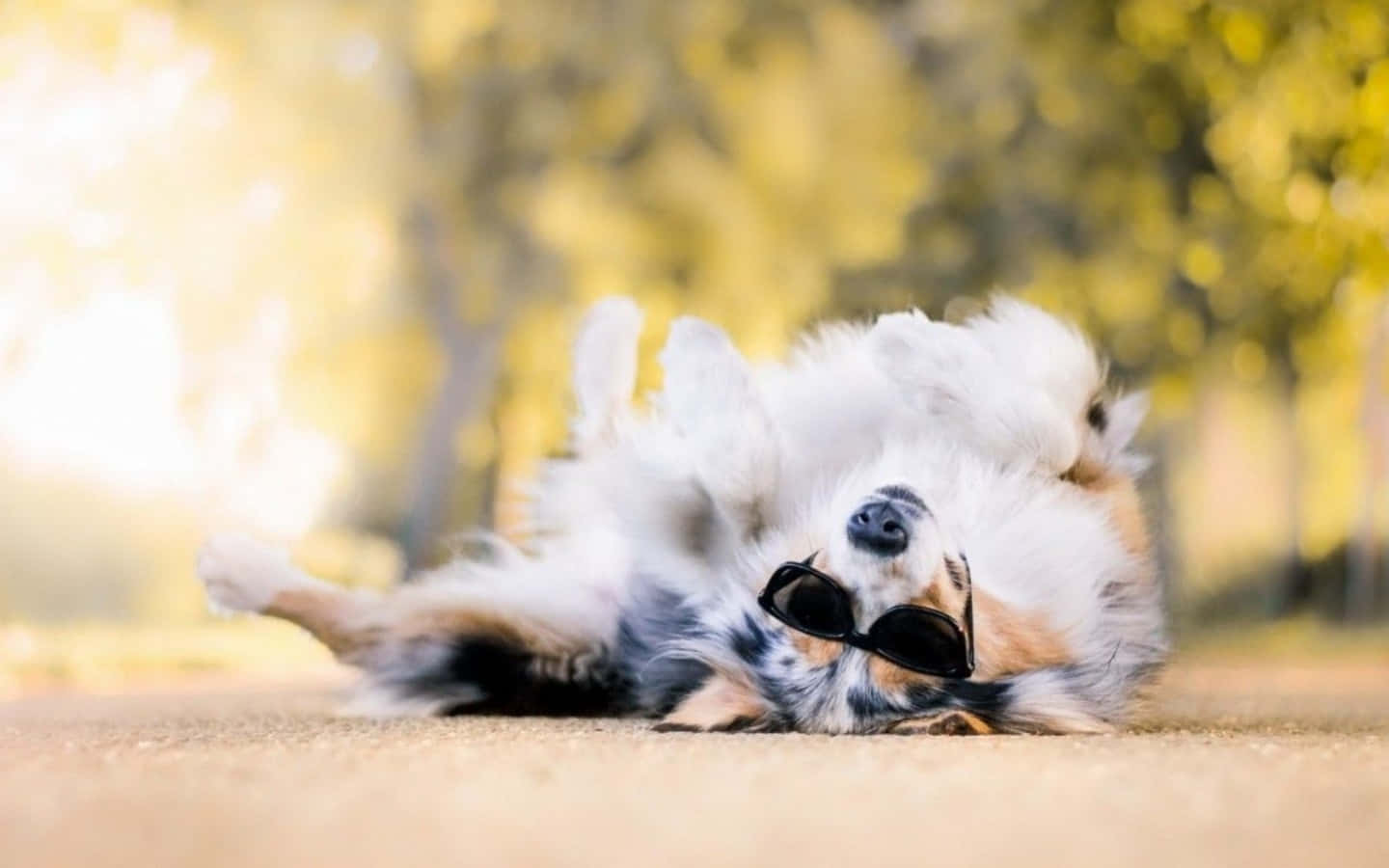 Cool Dog, sunglasses, sunlit park, HD Desktop Wallpaper
