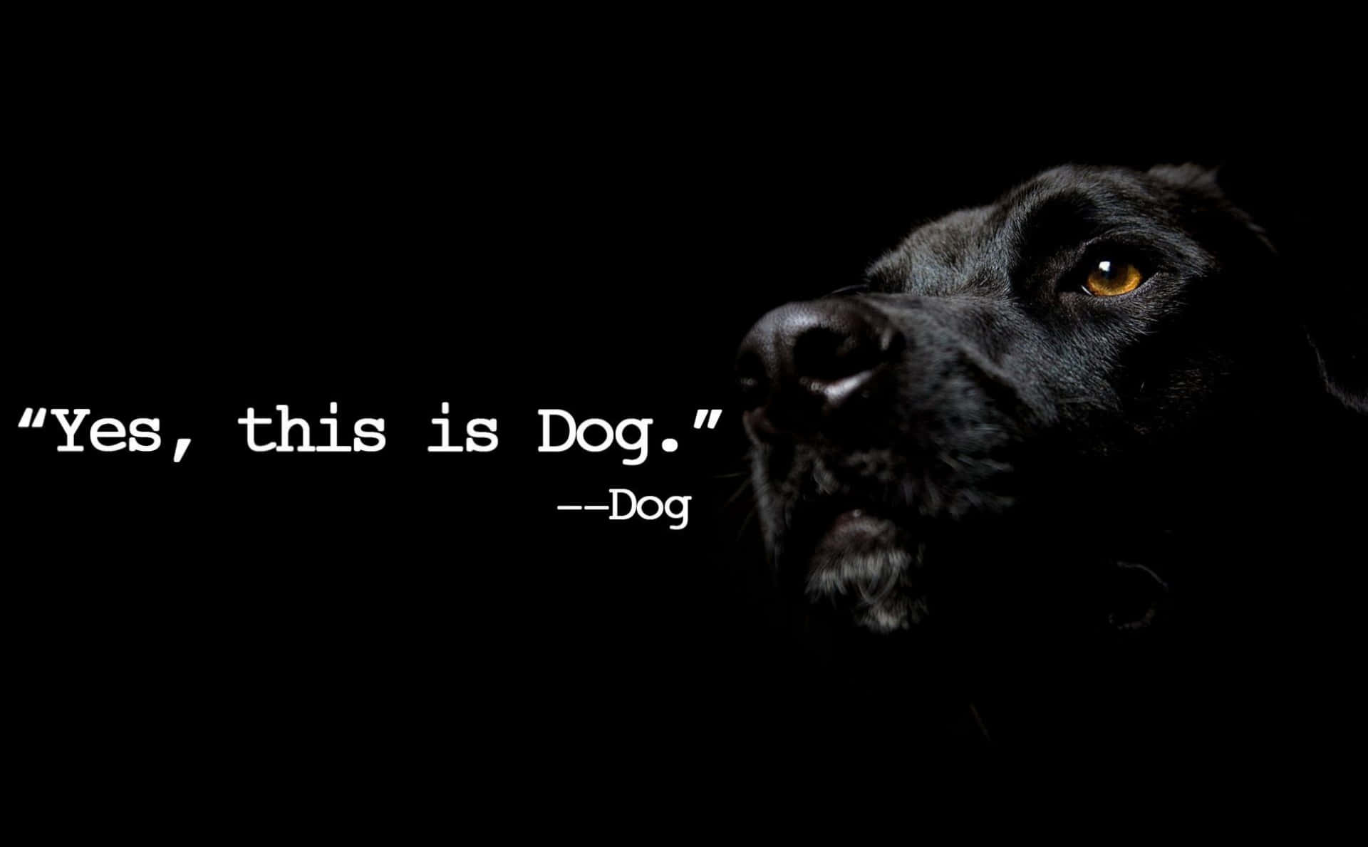black dog, glowing amber eyes, text reading 'Yes this is Dog.', Full HD Desktop Wallpaper