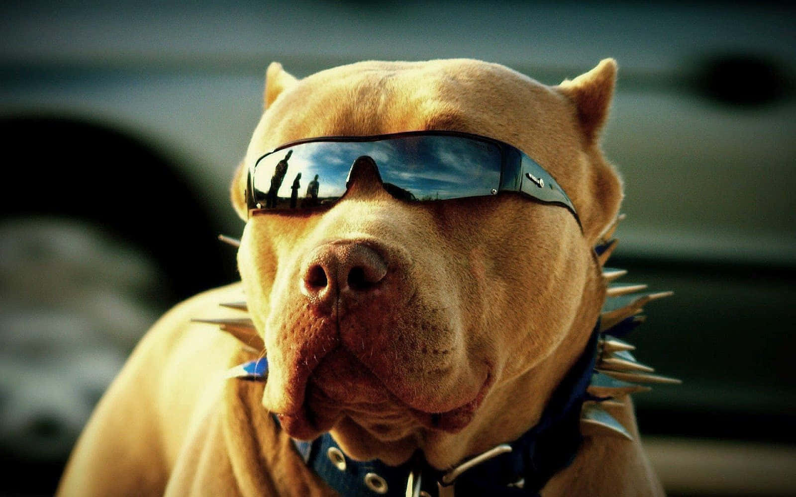 tan pit bull, cool sunglasses, spiked collar, HD Desktop Wallpaper