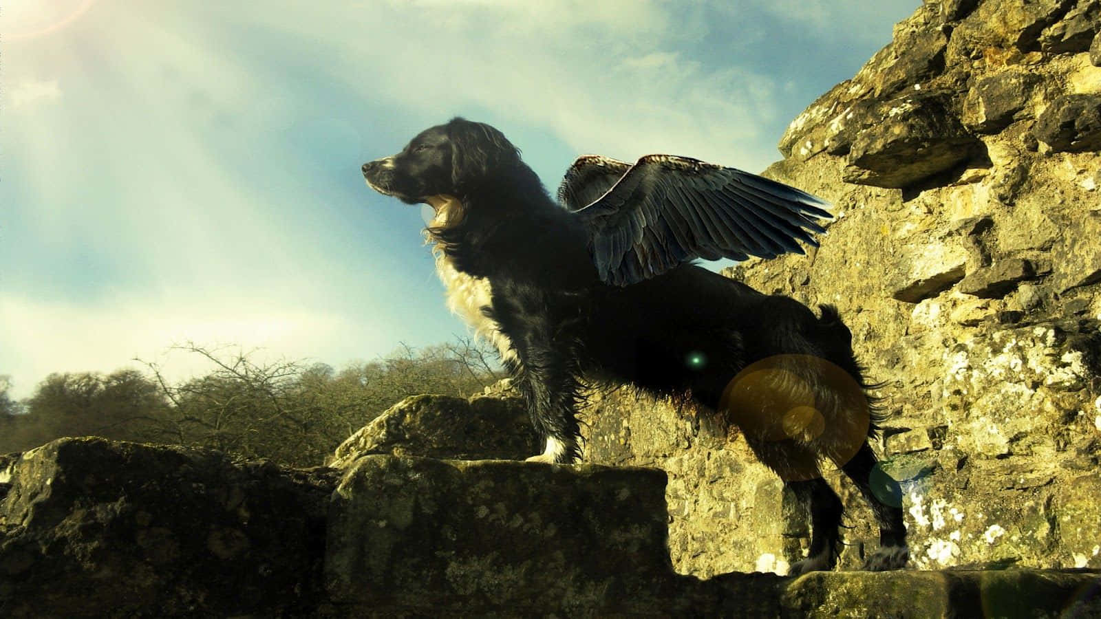 cool dog, black and white dog, large dark wings, HD Desktop Wallpaper