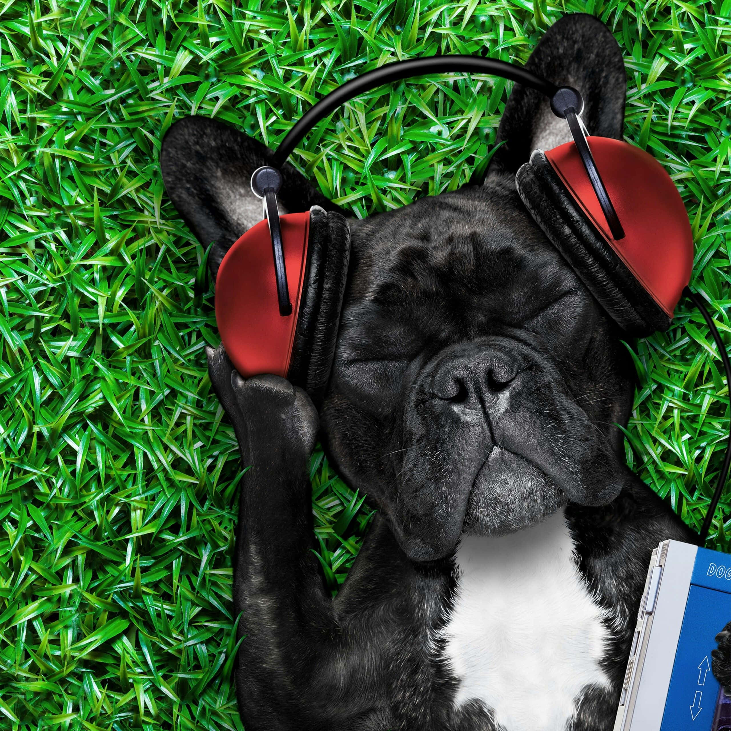 French bulldog, black and white, vibrant green grass, 2K Desktop Wallpaper