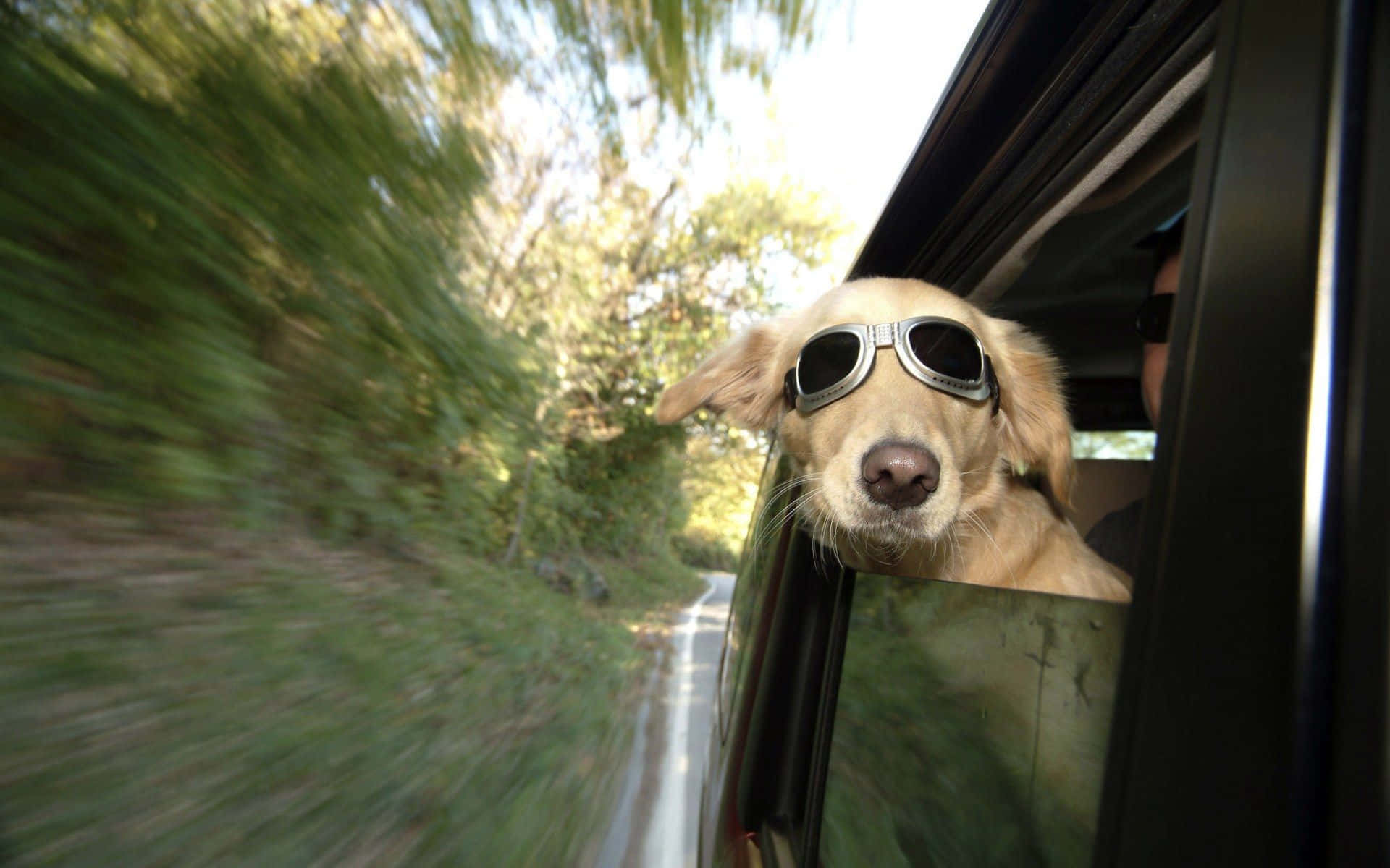 golden retriever, aviator sunglasses, moving car window, Full HD Desktop Wallpaper